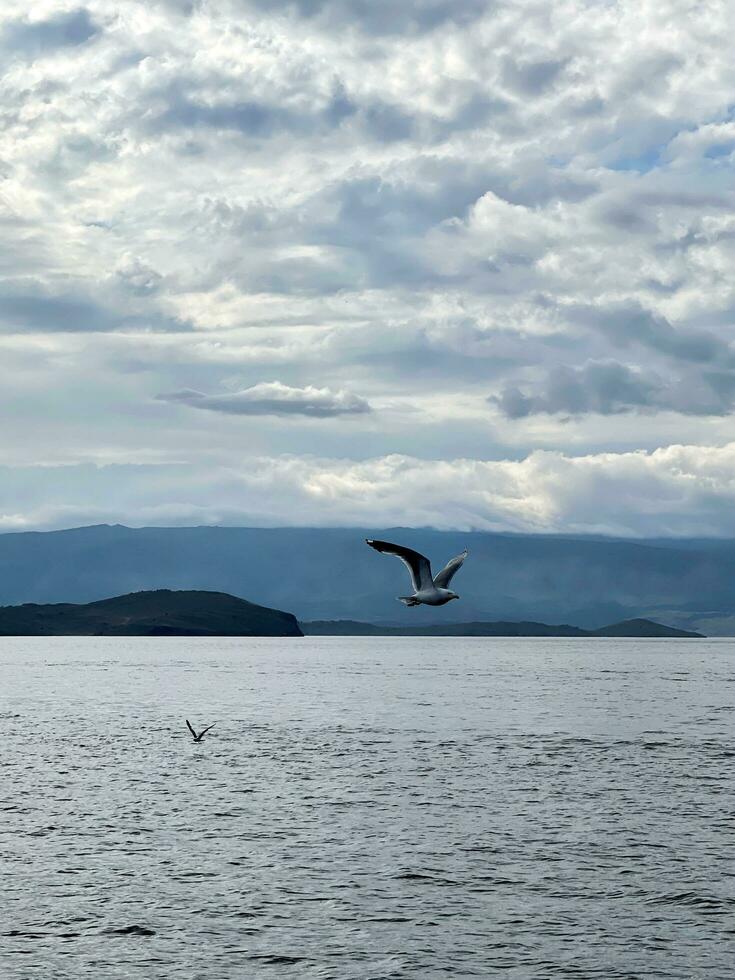 gaivota vôo dentro a céu sobre lago baikal foto