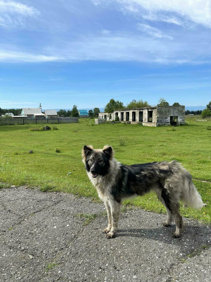 uma disperso cachorro carrinhos dentro frente do uma destruído construção dentro uma Vila dentro buriácia, Rússia foto