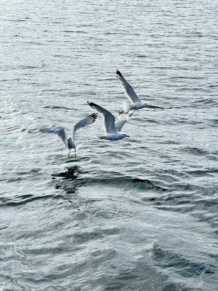 gaivota vôo dentro a céu sobre lago baikal foto