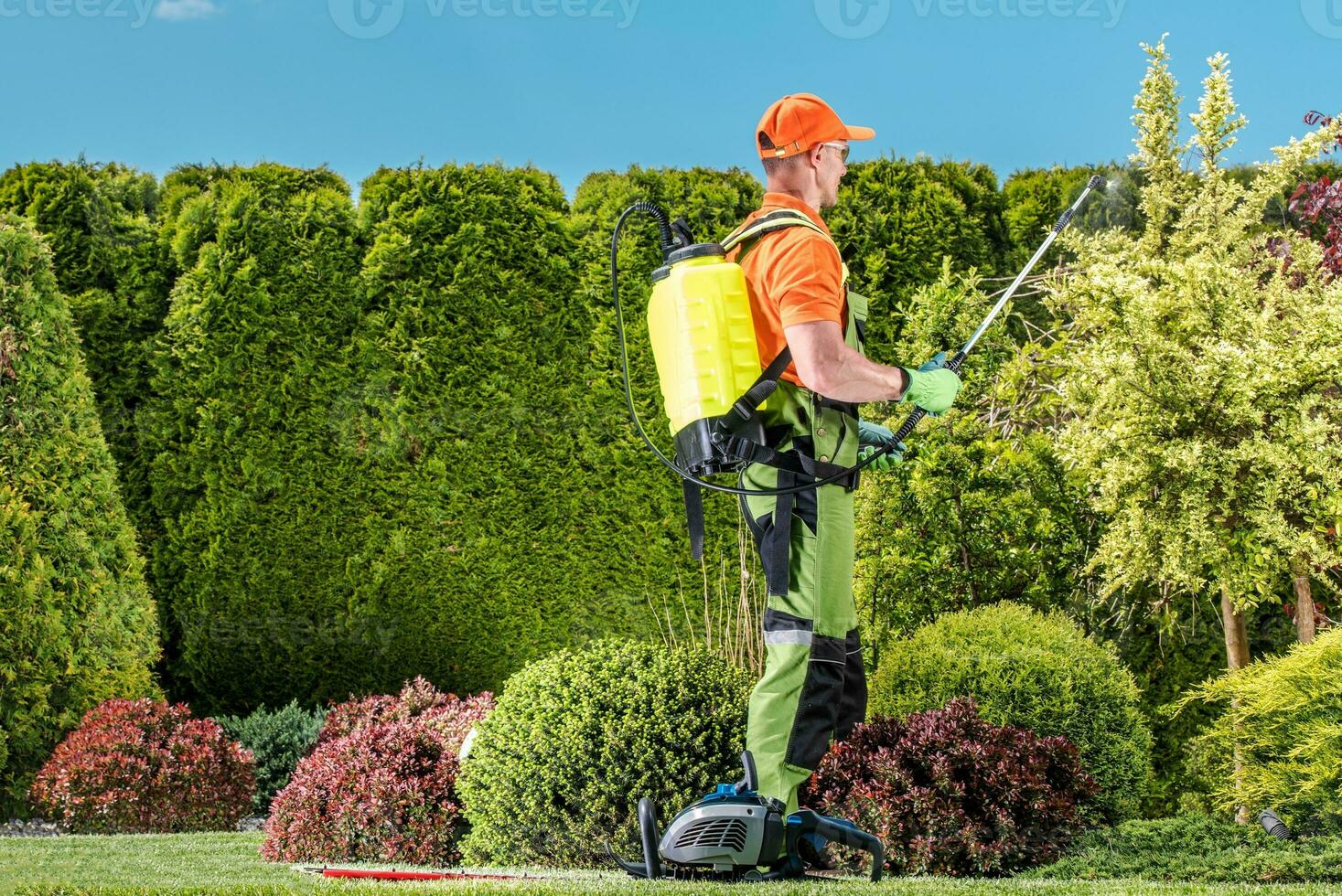 plantas inseticida trabalhos foto