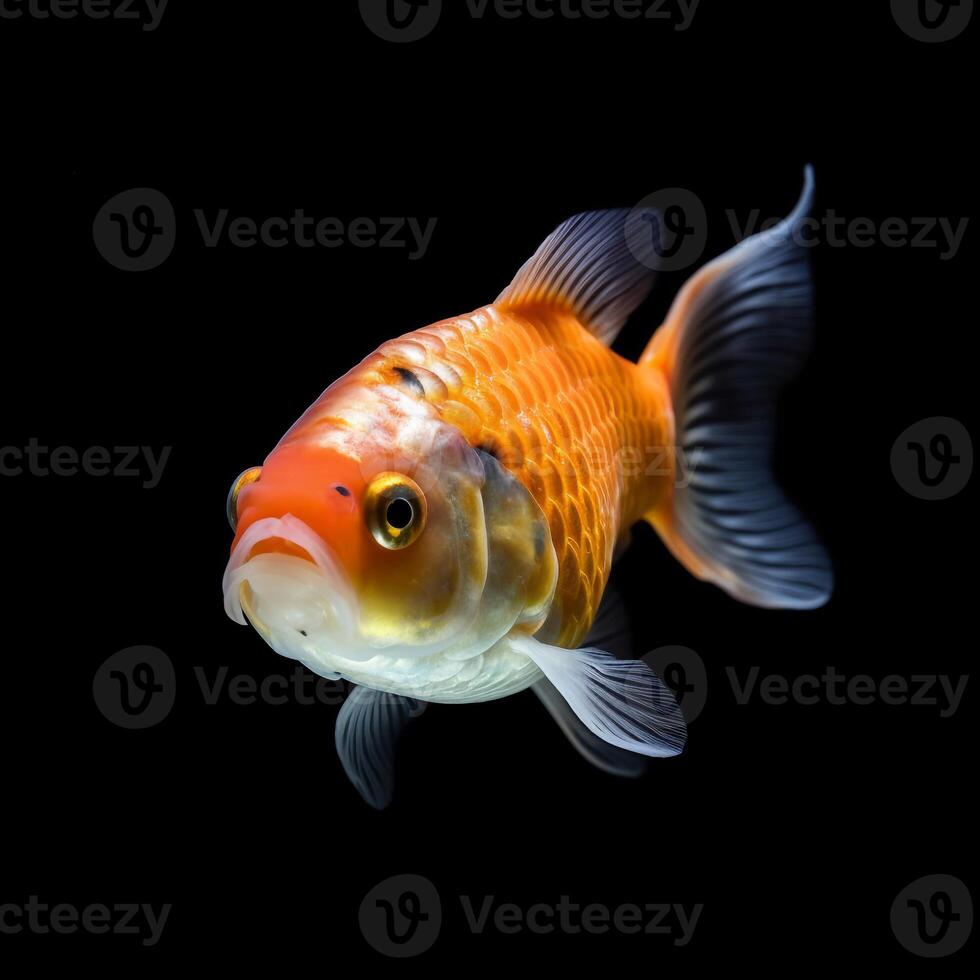 retrato ouro peixe isolado em Preto ai generativo foto