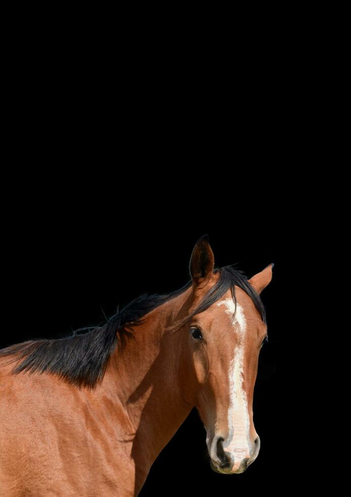 Preto cavalo com Preto fundo foto