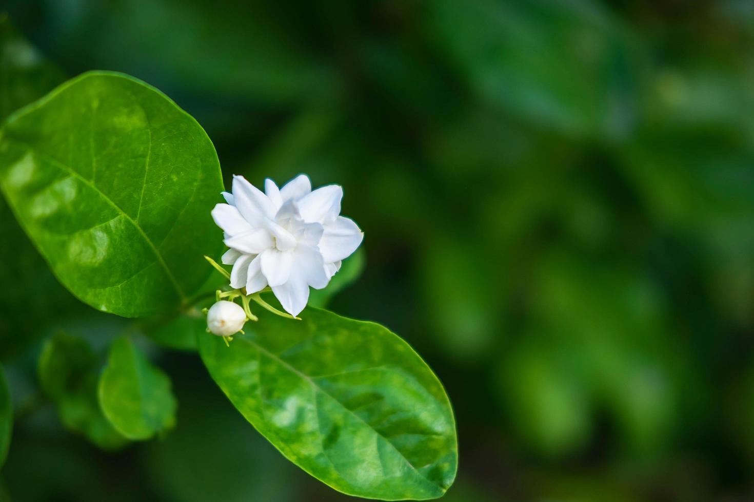 close up de flores de jasmim em um jardim foto