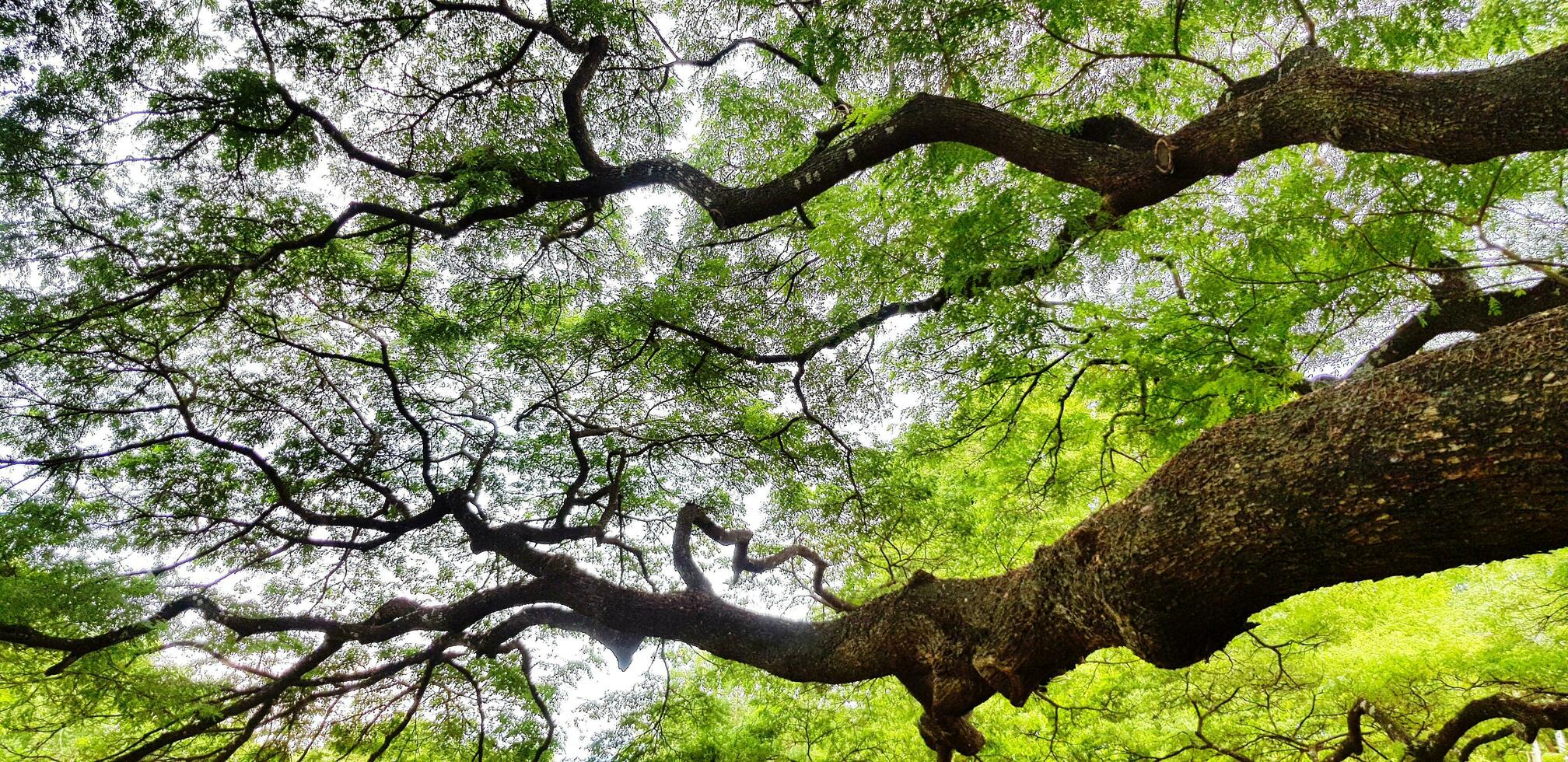 lindo grande árvore ramo do gigante macaco pod árvore com verde folhas para fundo. beleza do natureza, plantar crescendo e natural papel de parede conceito foto