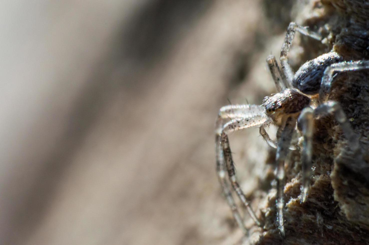 pequena aranha cinza em macro foto