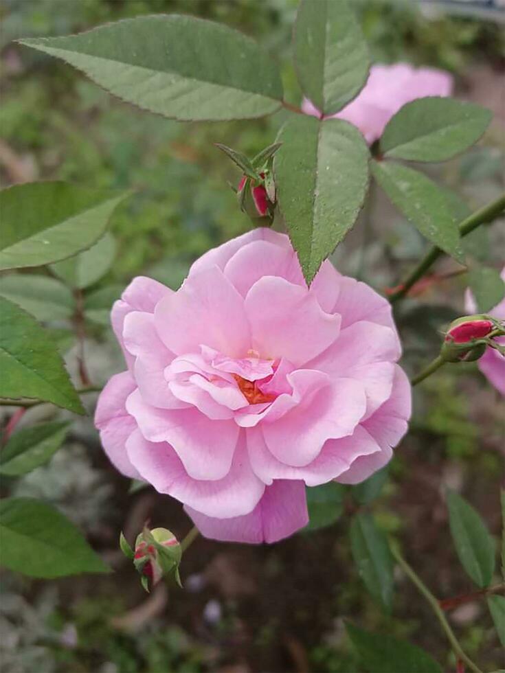 floração Rosa Inglês rosa Maria Wallace escalada rosa arbusto foto