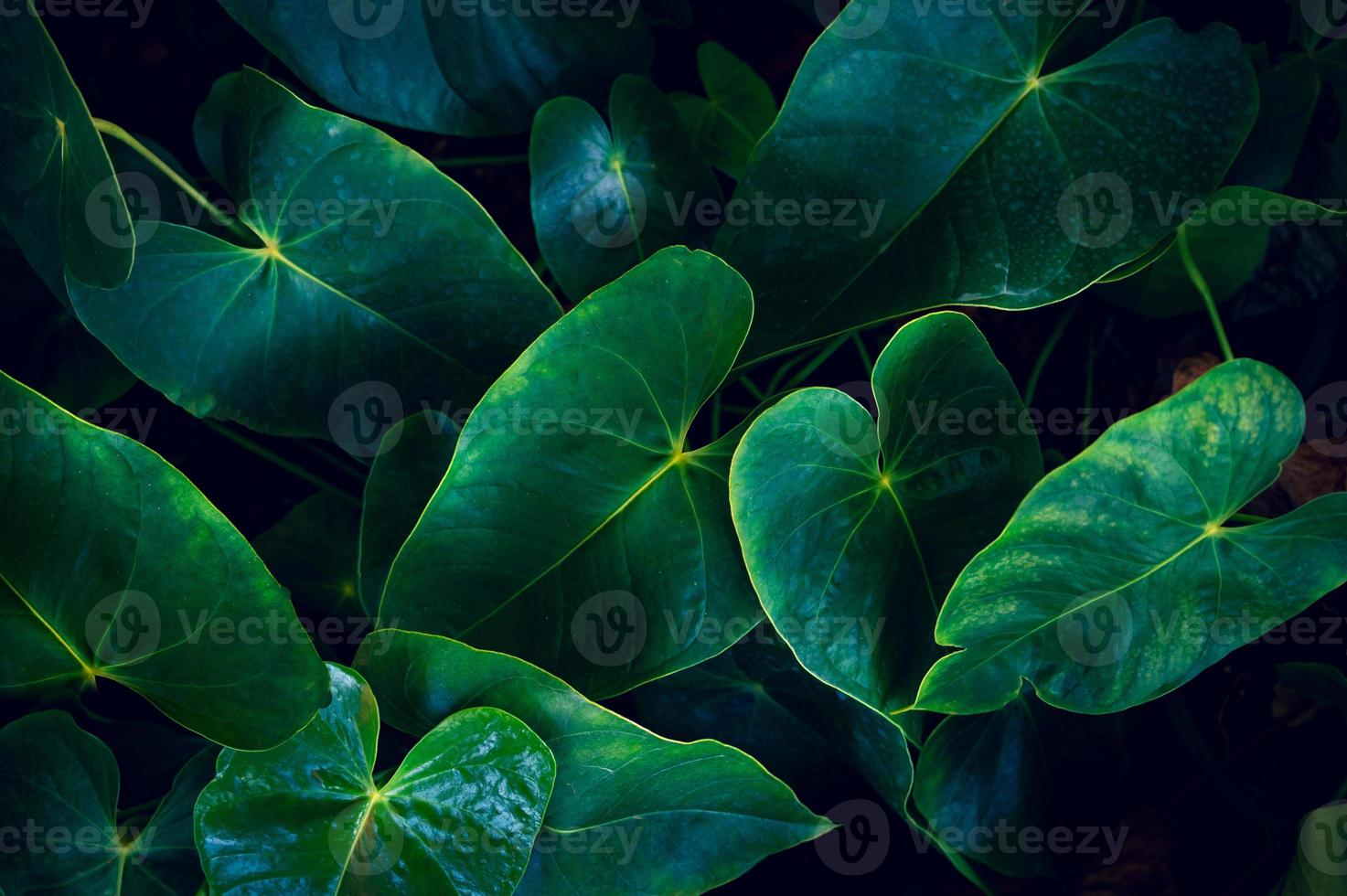 fundo de folhagem verde tropical escuro foto