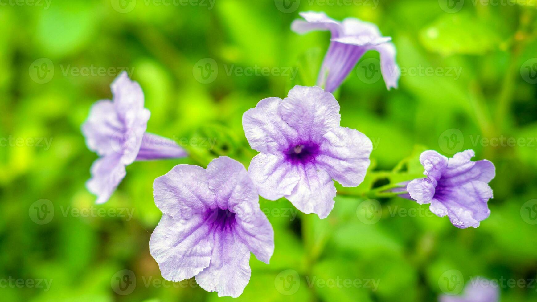 flor ruellia tuberosa roxa linda flor desabrochando fundo de folha verde. primavera crescendo flores roxas e a natureza ganha vida foto