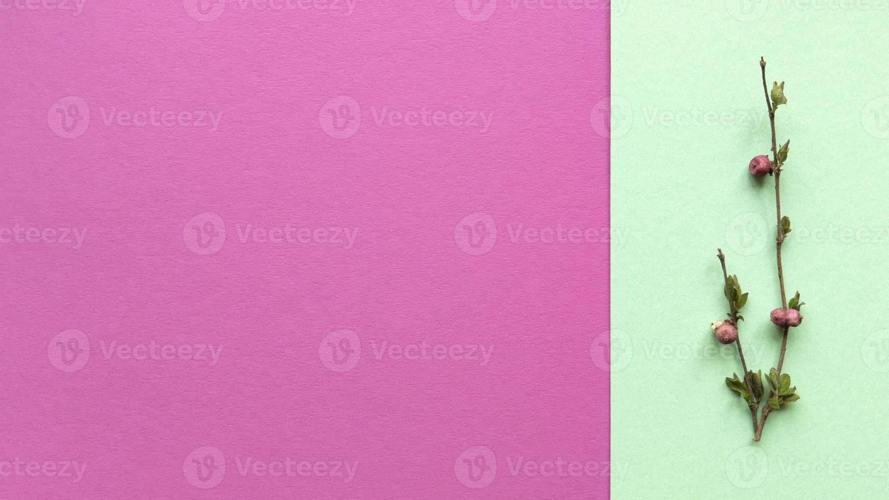 ramos minimalistas com folhas e frutos em fundo de cor verde e rosa de papel de textura pastel simples plano plano com espaço de cópia foto de estoque de conceito floral