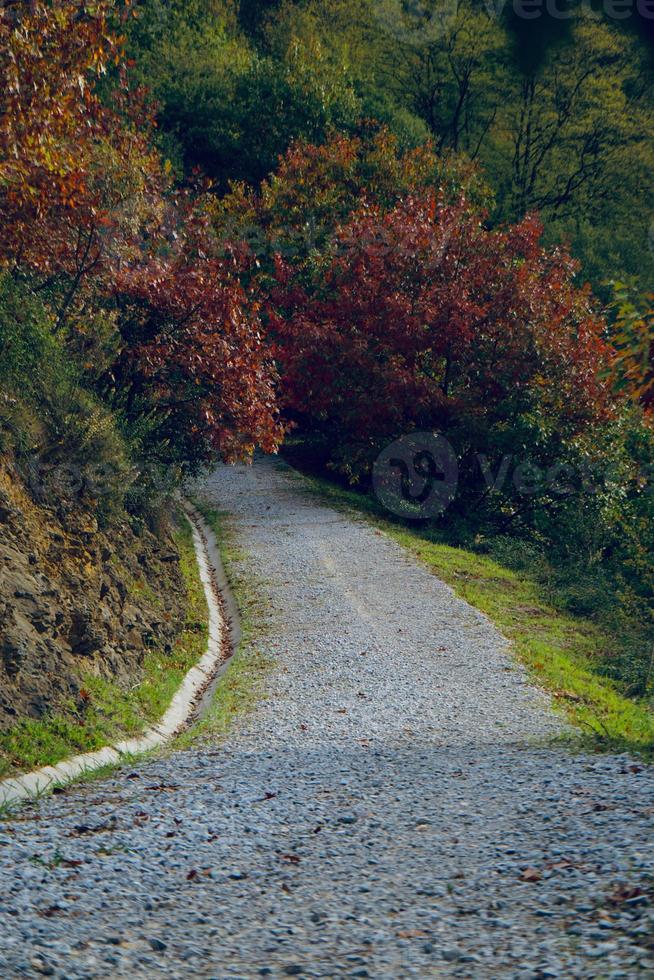 estrada com árvores marrons na temporada de outono foto