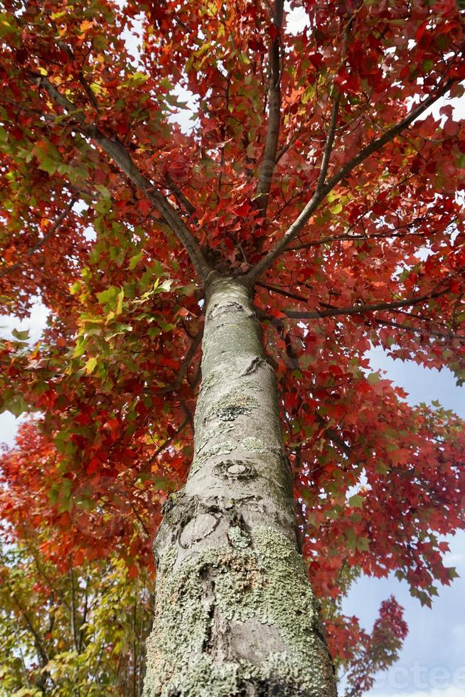 árvores com folhas marrons na temporada de outono foto