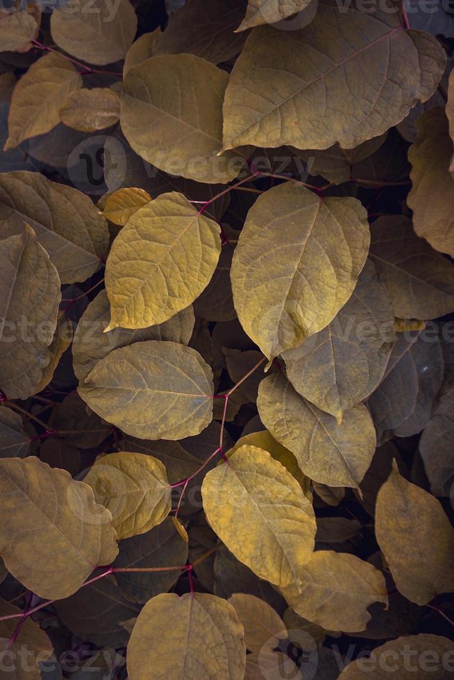 folhas verdes e amarelas da planta na natureza foto