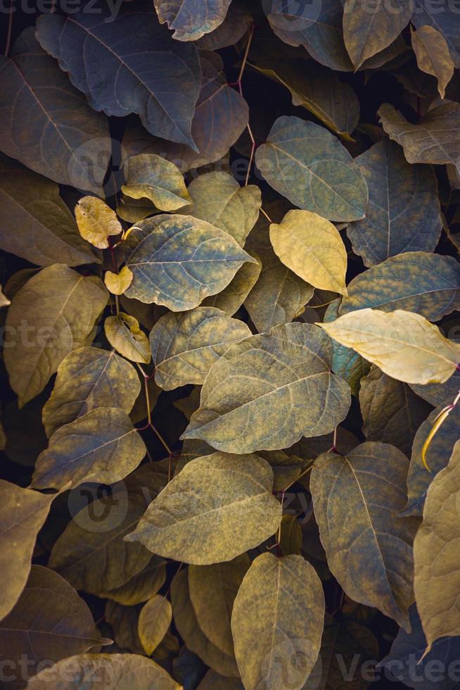 folhas verdes e amarelas da planta na natureza foto