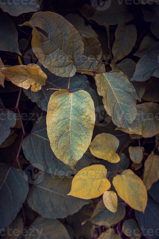 folhas verdes e amarelas da planta na natureza foto