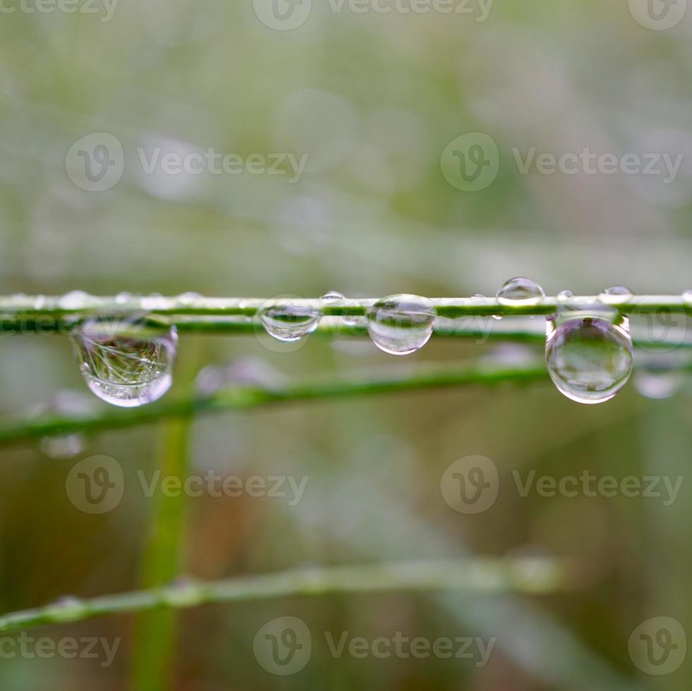 gotas de chuva nas plantas em dias chuvosos foto