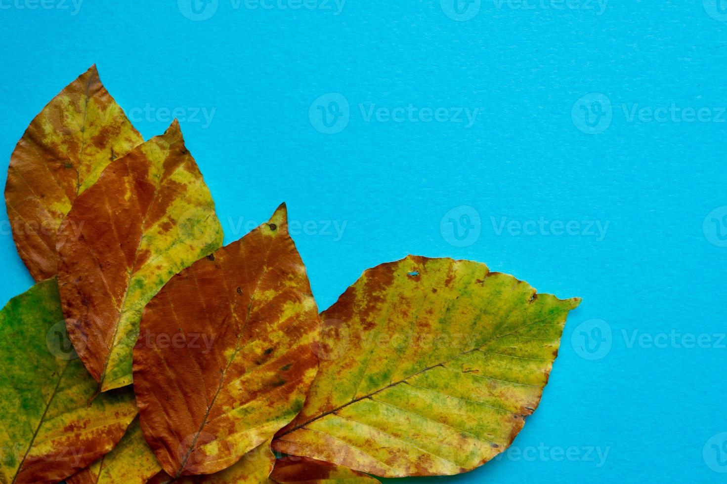 folhas amarelas na temporada de outono foto