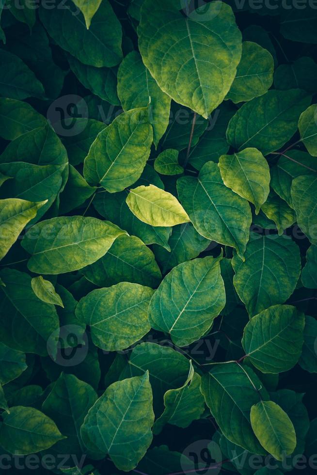 folhas verdes da planta no fundo verde da natureza foto
