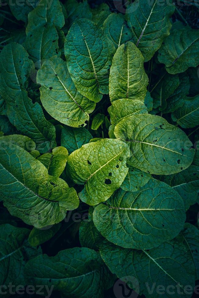 folhas verdes da planta no fundo verde da natureza foto