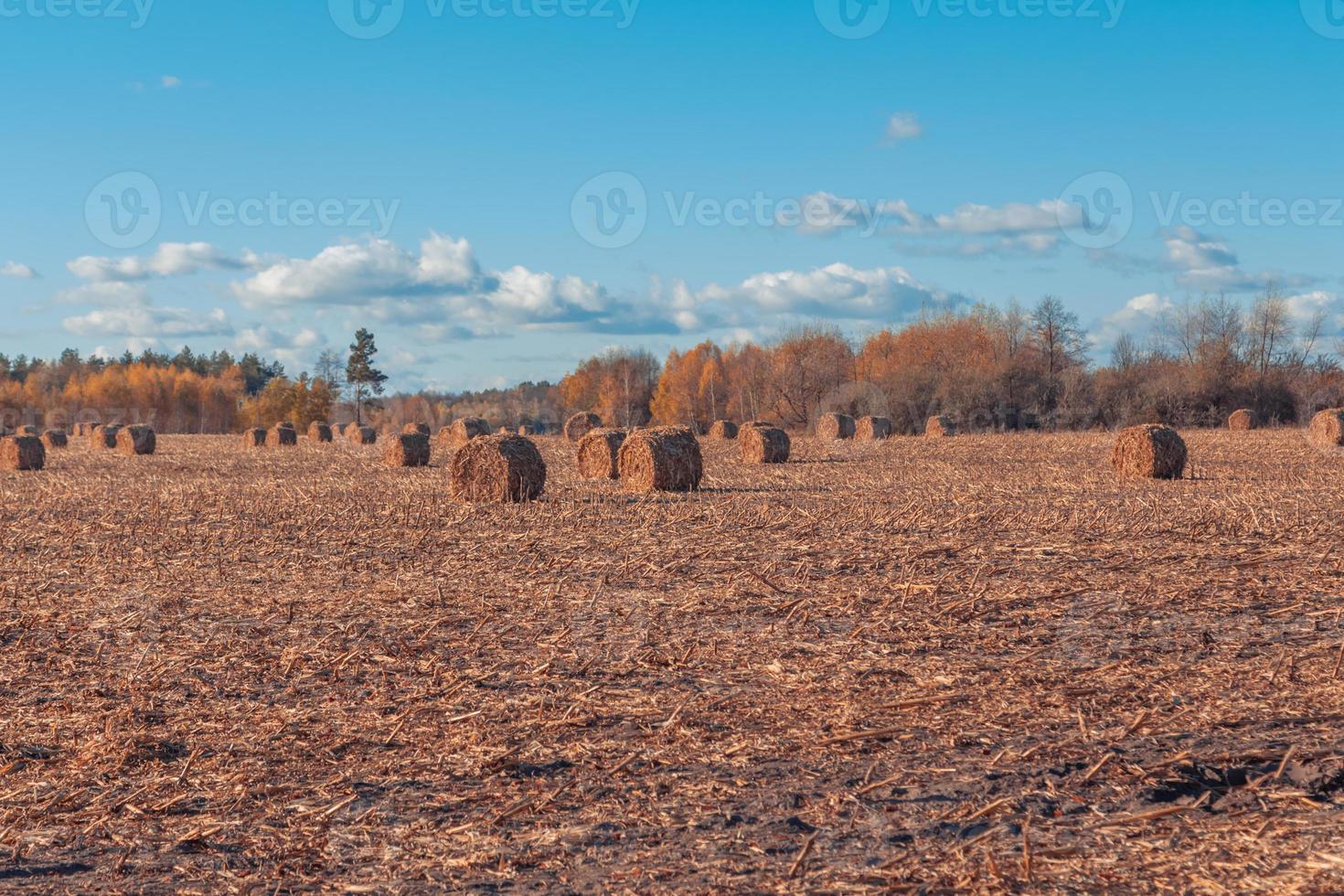 bela paisagem campestre foto