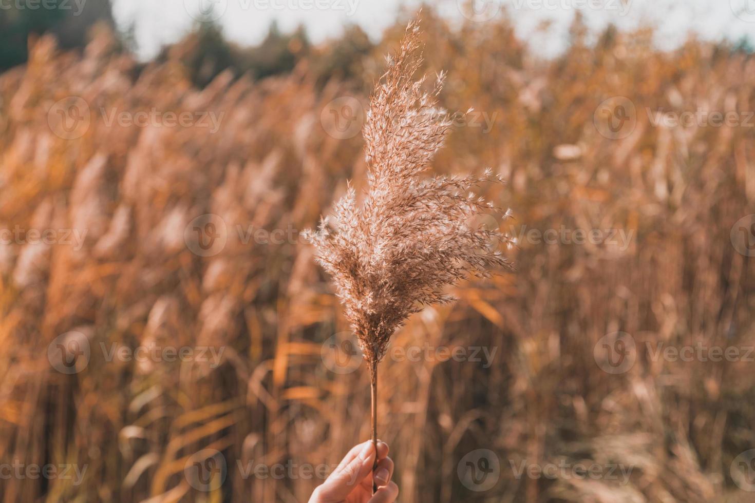 mão segura o ramo da inflorescência hierochloe odorata foto