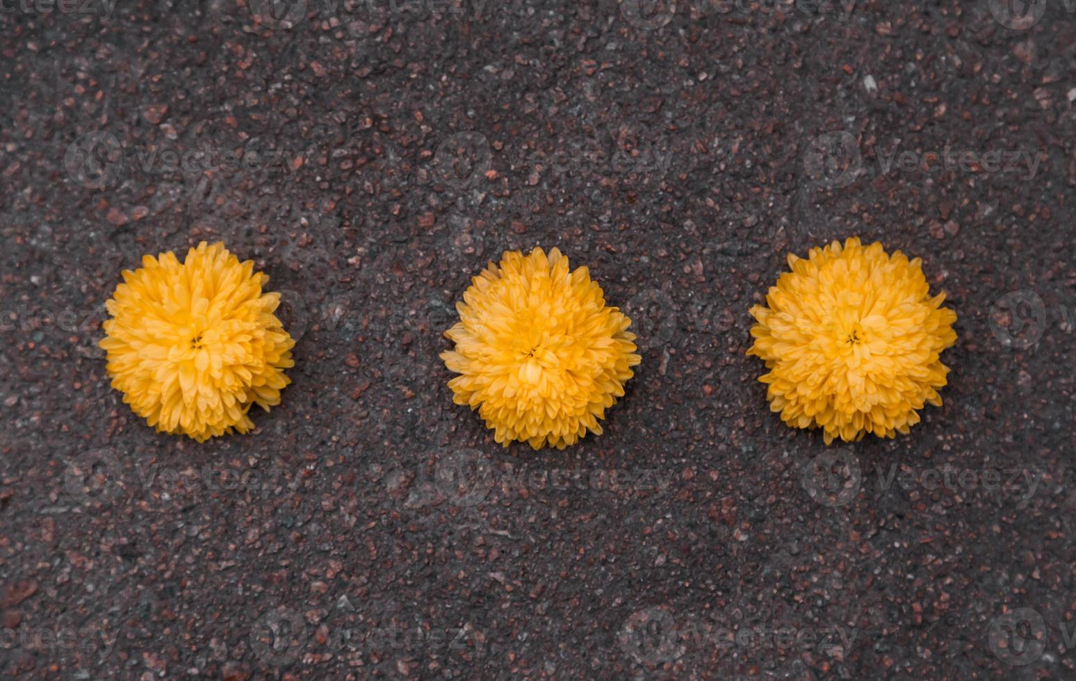 três flores de calêndula amarela caídas na calçada foto