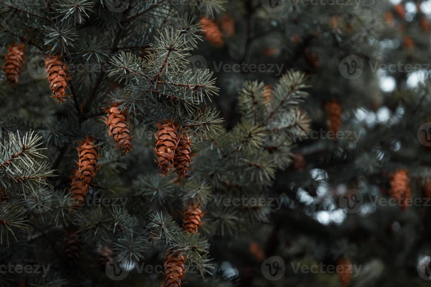 cones nos galhos de um grande abeto foto