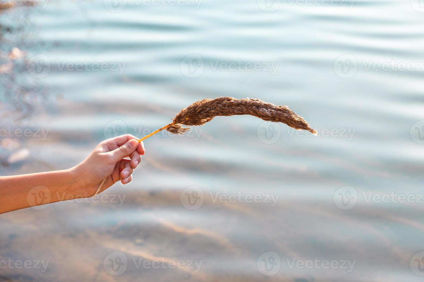 mão segura o ramo da inflorescência hierochloe odorata no fundo da água foto