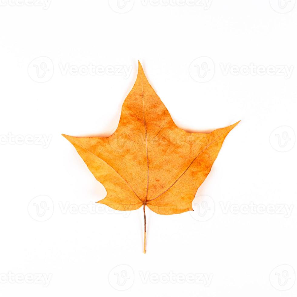 folha de bordo amarelo-laranja isolada no fundo branco foto