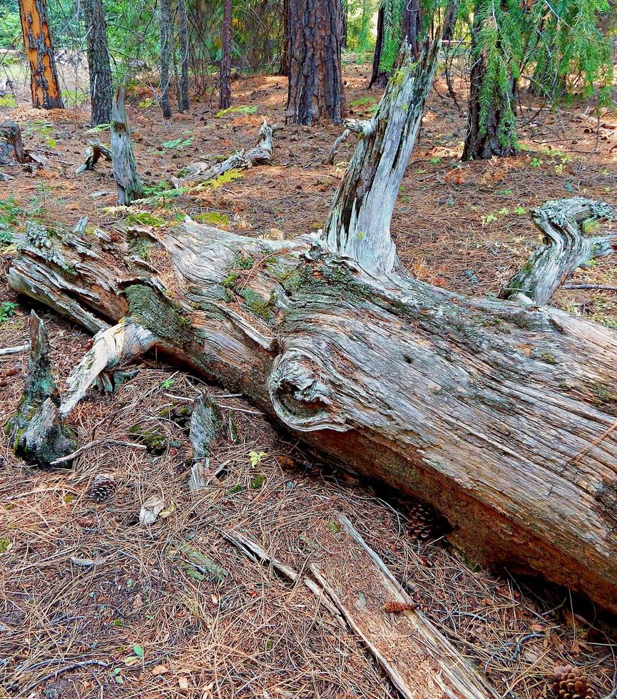 na floresta, uma cena de troncos na floresta no lado norte de Lake Creek perto de Suttle Lake ou foto