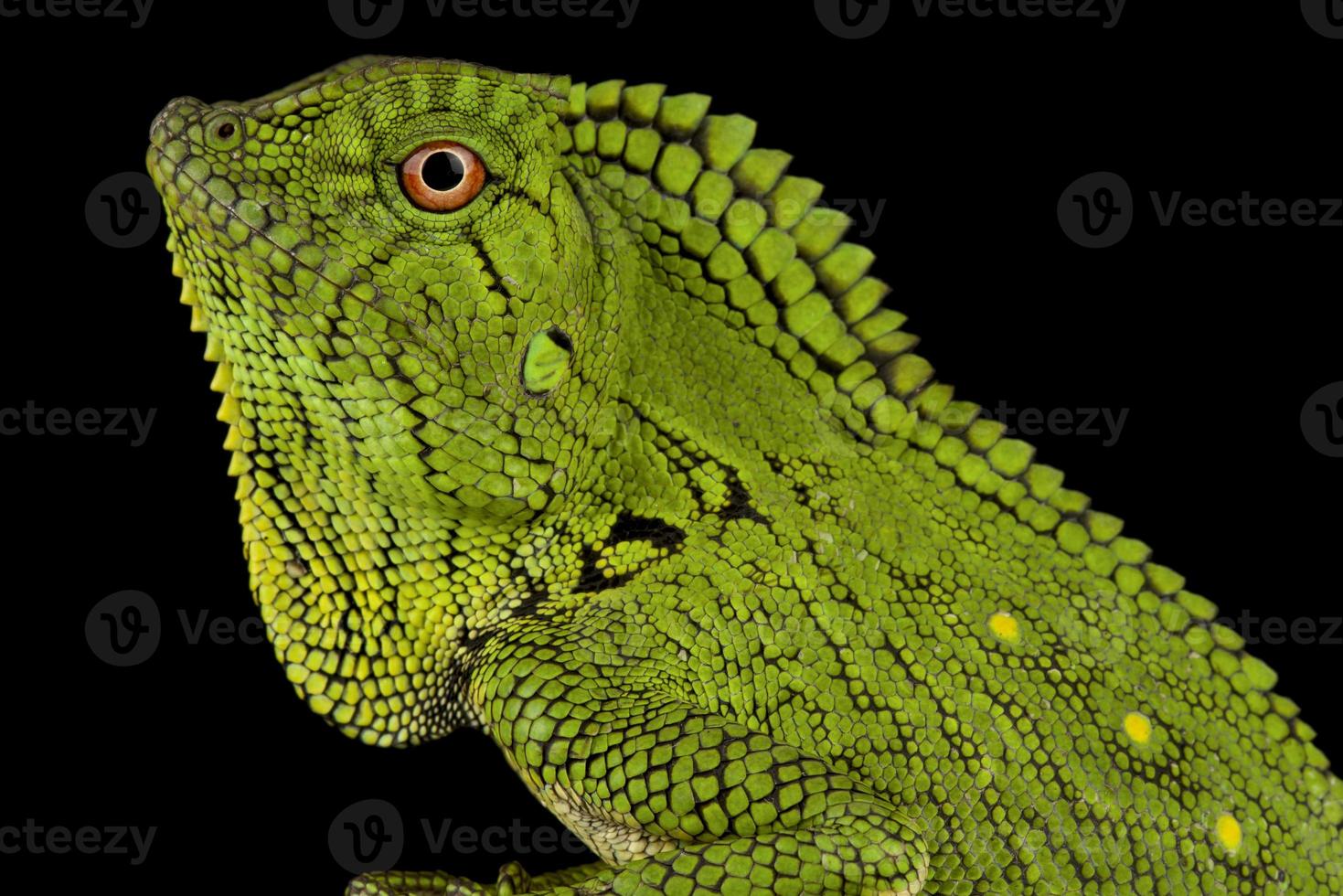 abbotts angulo lizard gonocephalus abbotti foto