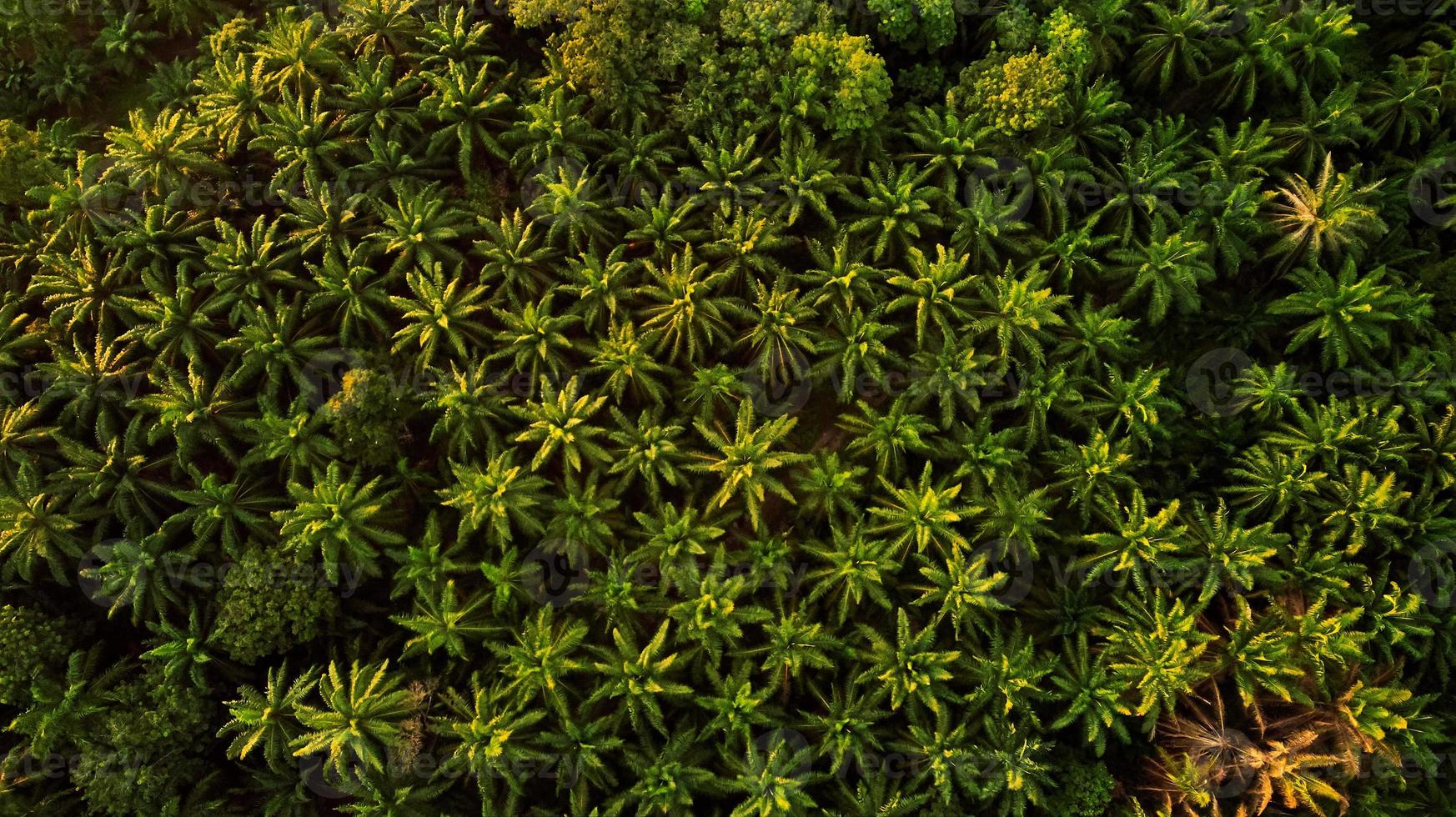 fotografia aérea de árvores foto