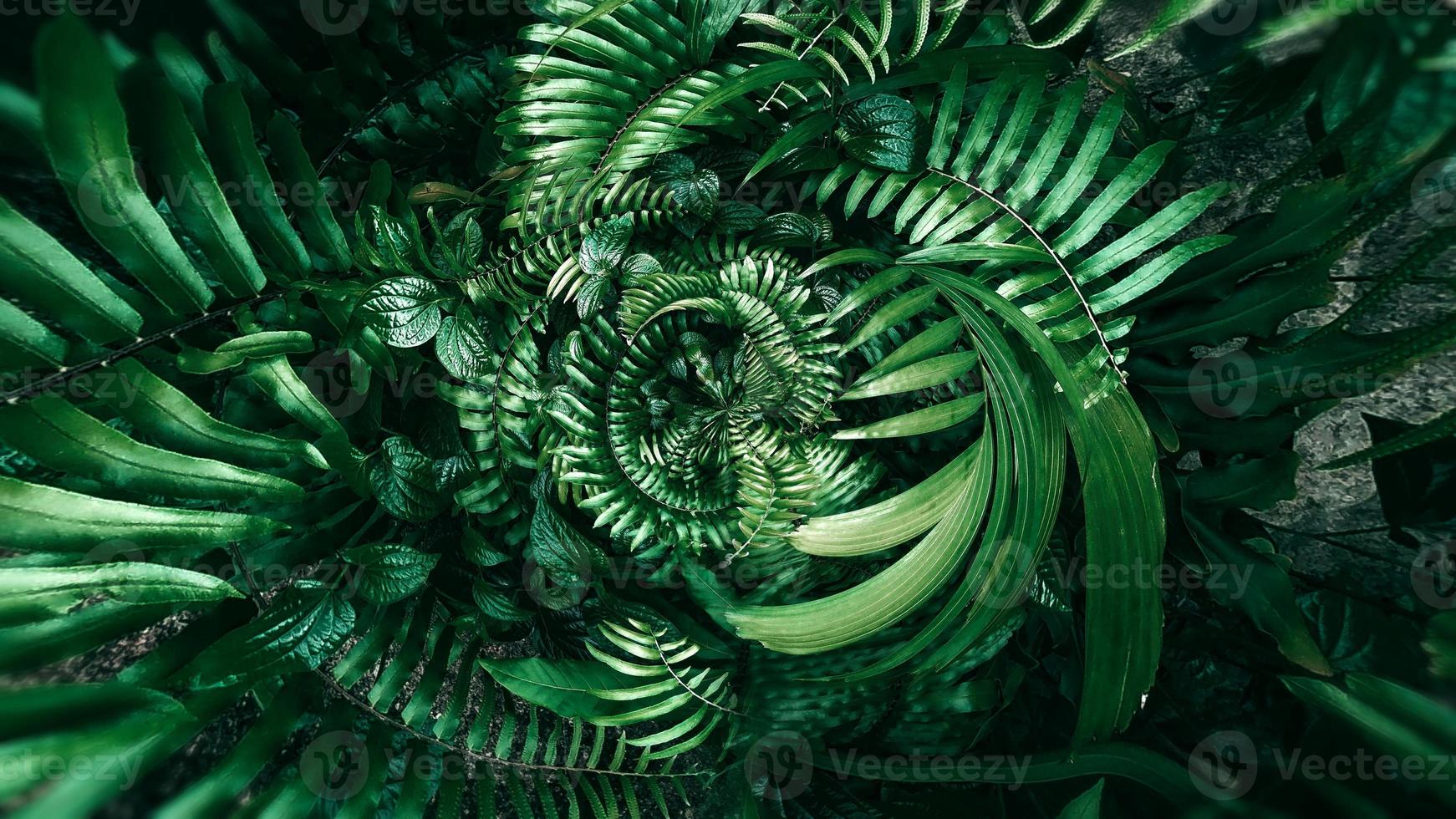folha verde tropical em tom escuro foto