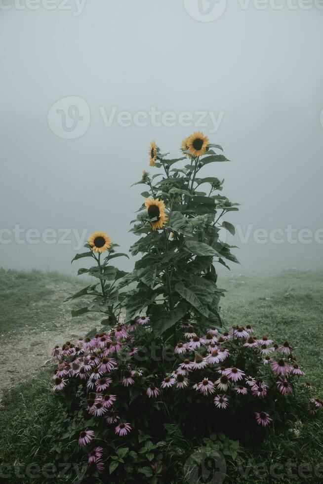 flor cama com florescendo girassóis e Margaridas durante a chuvoso enevoado manhã dentro esloveno montanhas dentro vertical orientação foto