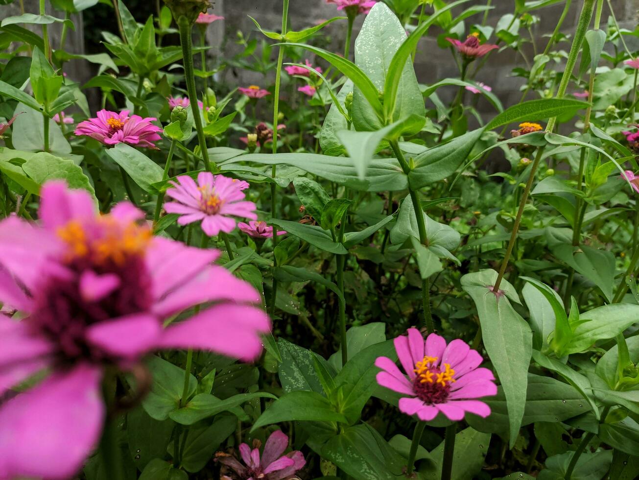 zínia Elegans florescendo dentro a jardim com selecionado foco e desfocado natural verde jardim fundo foto