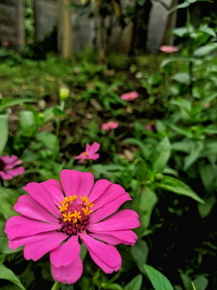 uma fechar-se do uma brilhante roxo Rosa zínia flor com selecionado foco e desfocado natural verde jardim fundo, Além disso conhecido Como zínia Elegans ou zínia violácea cav. foto