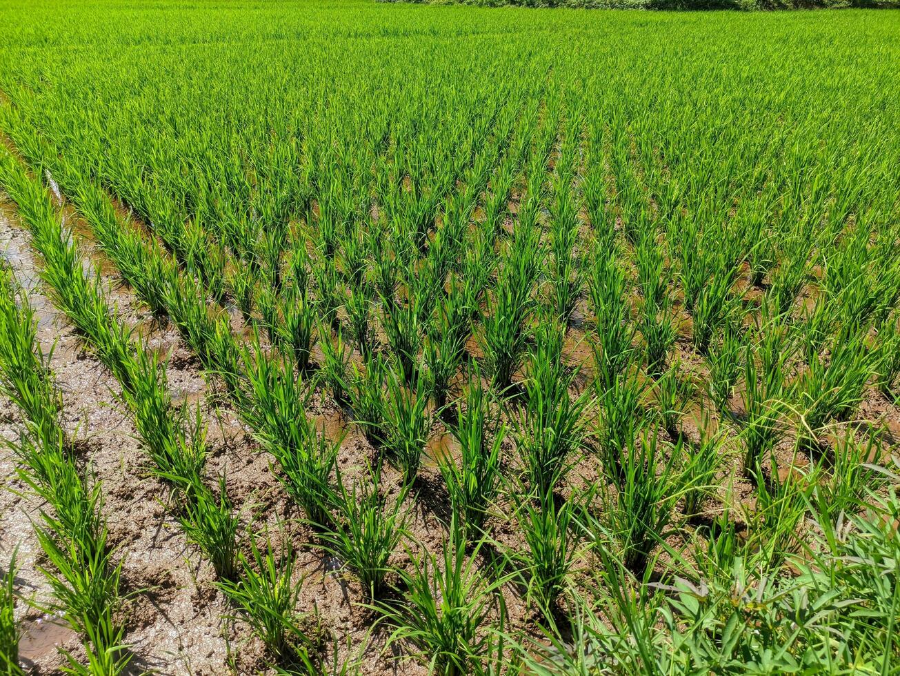 a arroz plantar ou conhecido Como oryza sativa e padi dentro Indonésia, é dentro a arroz campo pronto para plantio. verde arroz campo dentro a campo do bandung, Indonésia. foto