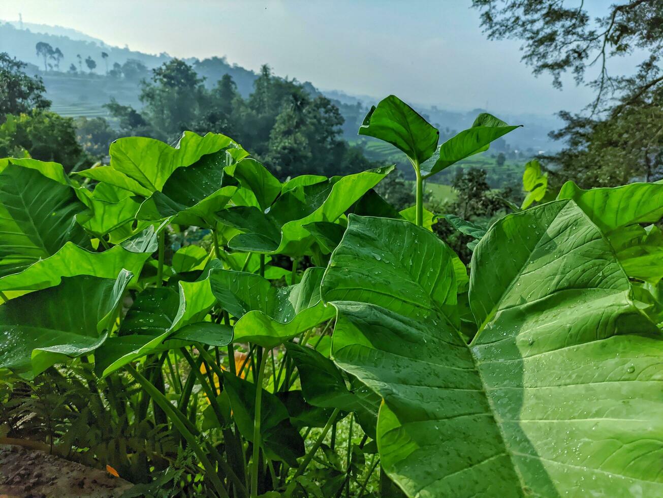 fechar-se foto do elefante orelha folhas ou dentro uma científico nome conhecido Como alocasia esculenta, com água gotas dentro a jardim. usava para folhas fundo. tropical verde taro folha.