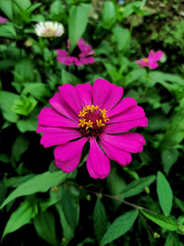 uma fechar-se do uma brilhante roxo Rosa zínia flor com selecionado foco e desfocado natural verde jardim fundo, Além disso conhecido Como zínia Elegans ou zínia violácea cav. foto