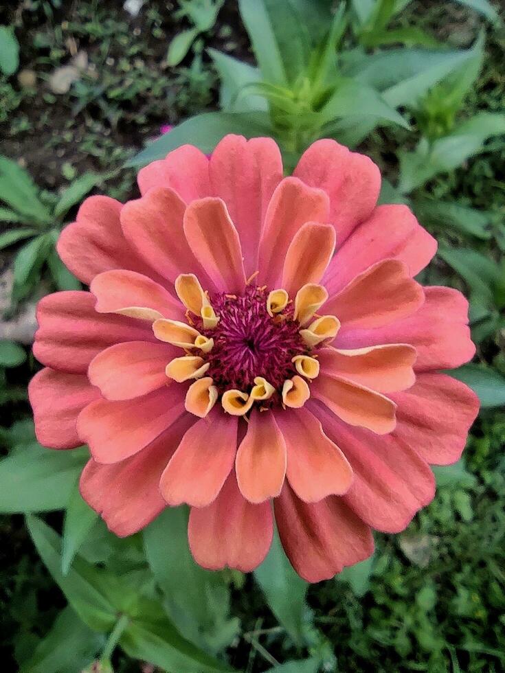 uma fechar-se do uma laranja amarelo pálido zínia flor com macro tomada, selecionado foco, e desfocado fundo, Além disso conhecido Como zínia Elegans ou zínia violácea cav. foto