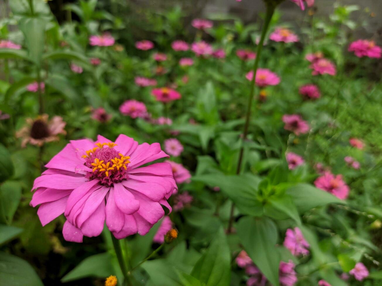 zínia Elegans florescendo dentro a jardim com selecionado foco e desfocado natural verde jardim fundo foto