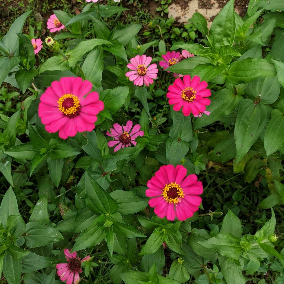 uma fechar-se do uma brilhante roxo Rosa zínia flor com selecionado foco e natural verde jardim fundo, Além disso conhecido Como zínia Elegans ou zínia violácea cav. foto