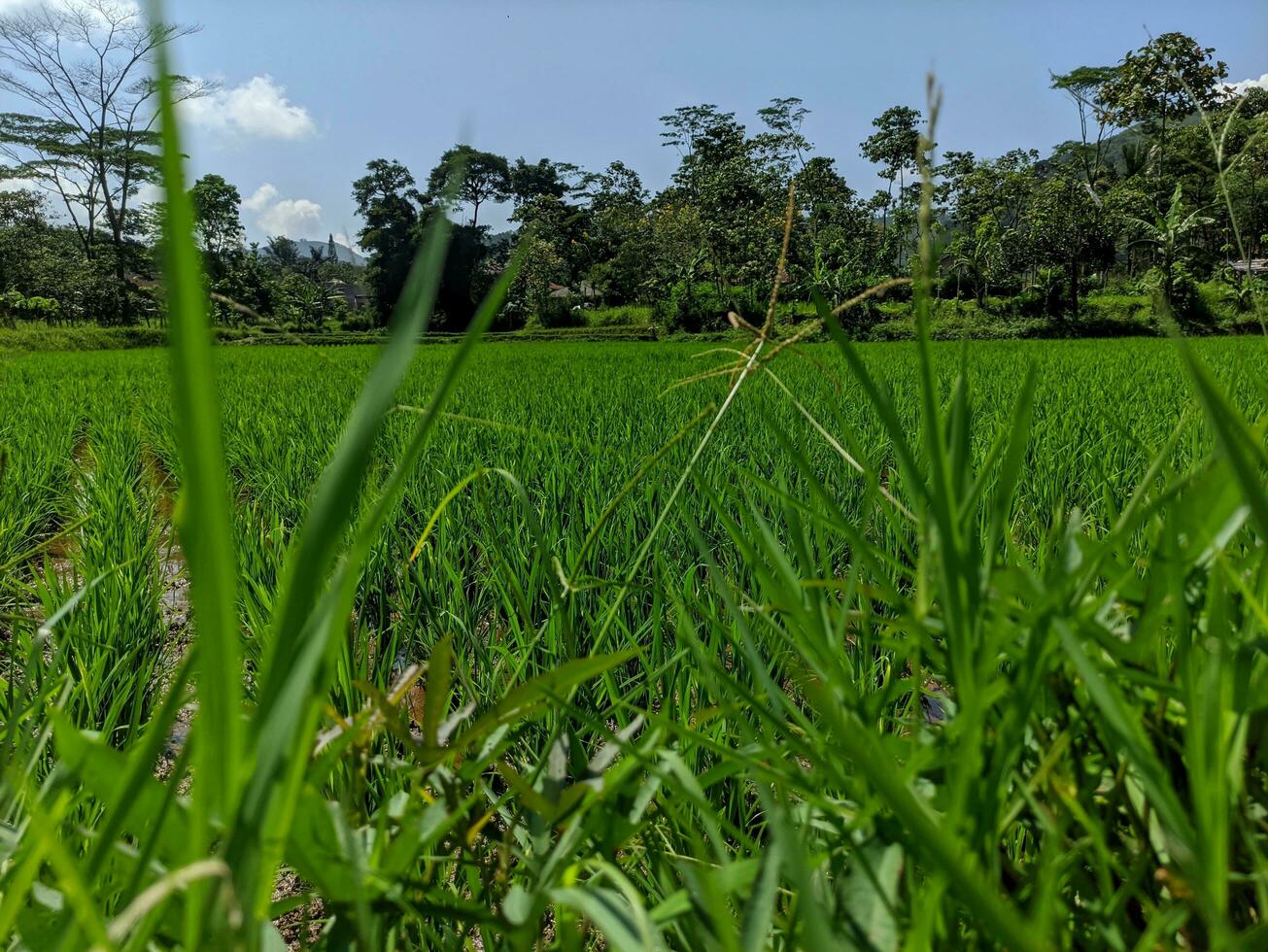 a arroz plantar ou conhecido Como oryza sativa e padi dentro Indonésia, é dentro a arroz campo pronto para plantio. verde arroz campo dentro a campo do bandung, Indonésia. foto