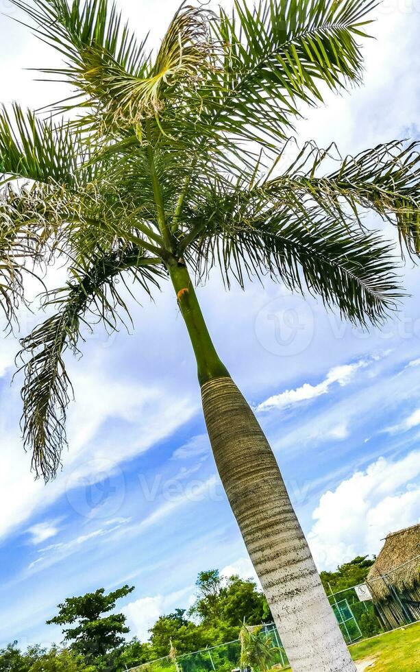 tropical natural Palma árvore Palmeiras azul céu dentro México. foto