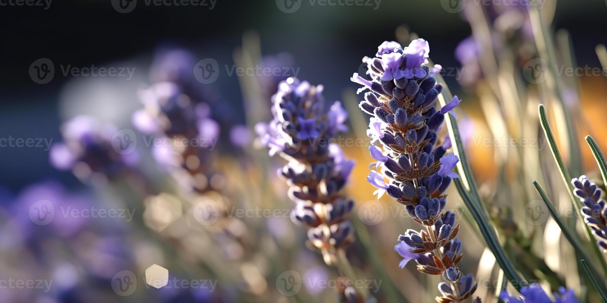 ai gerado. ai generativo. lavanda plantar flor macro tiro foto ilustração. gráfico arte