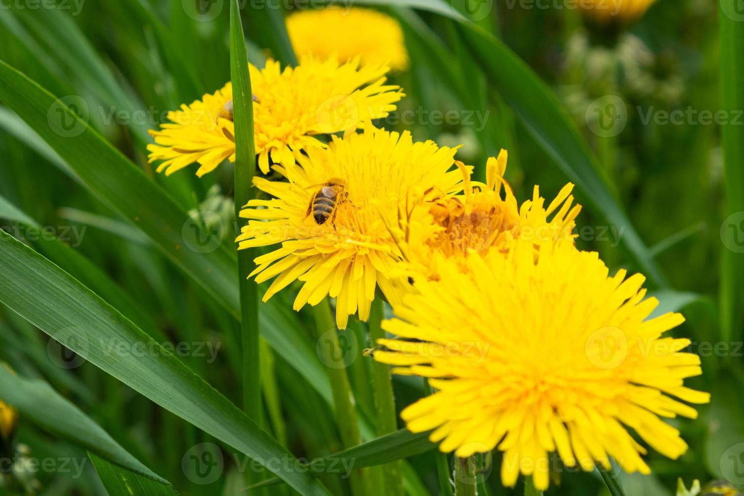 flor amarela taraxacum dente de leão no prado na primavera, close-up foto