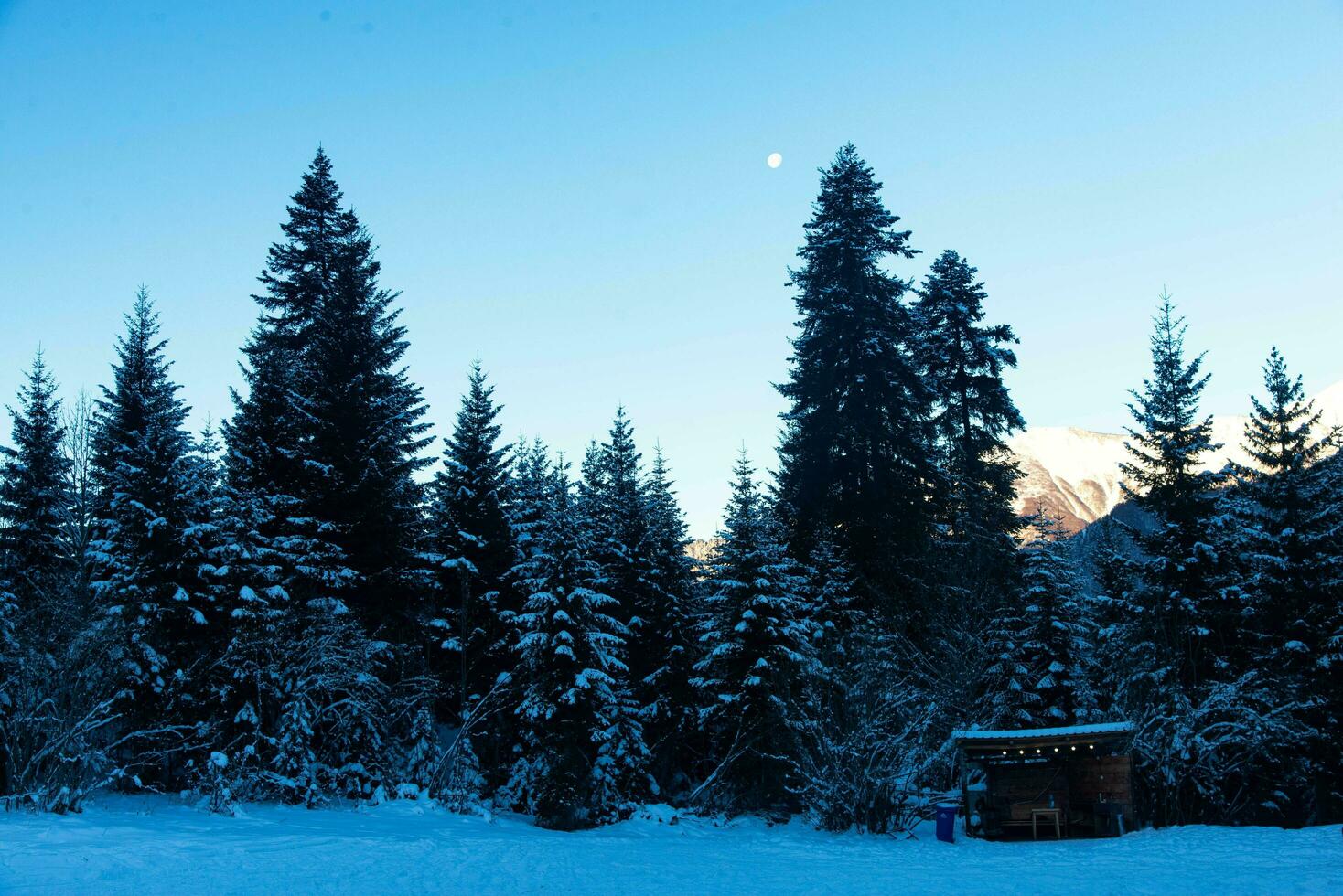 nascer do sol ou pôr do sol dentro a inverno pinho floresta com neve pó às mestia geórgia foto