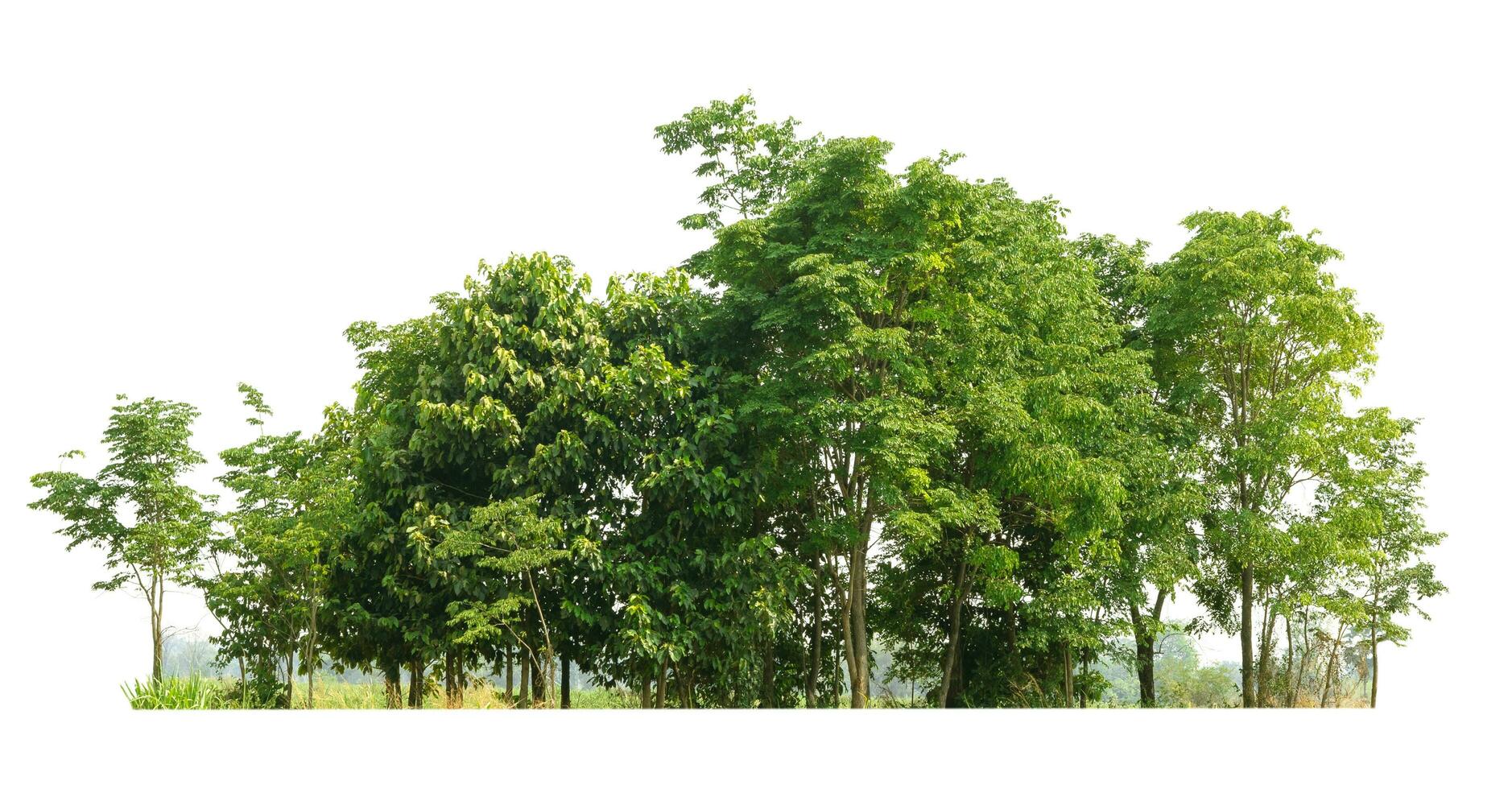 linha do árvores e arbustos isolar em branco fundo foto