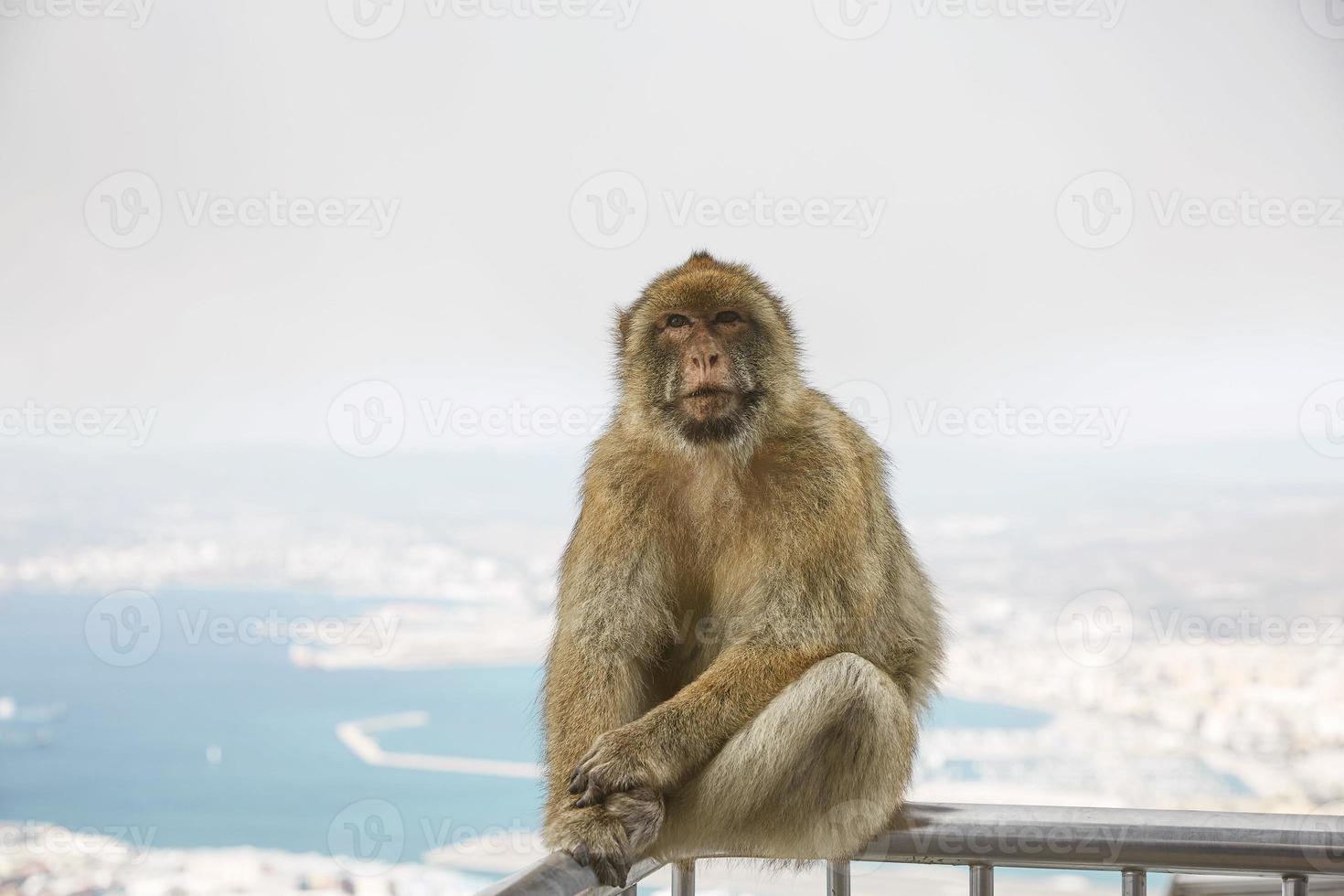 os macacos barbary macaque de gibraltar foto