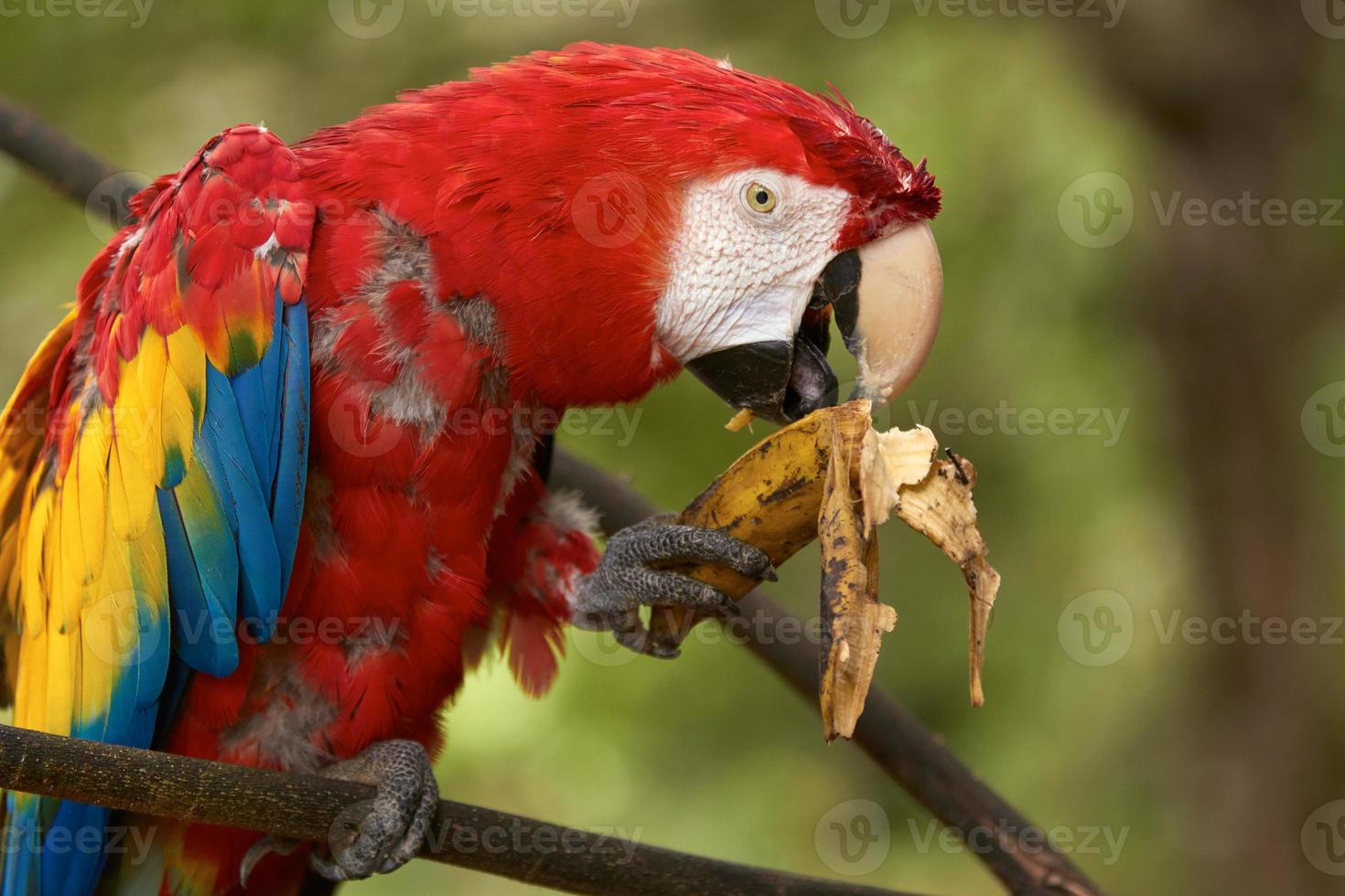 papagaio arara comendo uma banana foto