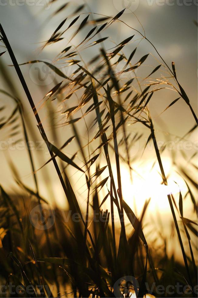 linda grama seca durante o pôr do sol dourado foto